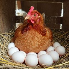 SERBEST GEZEN TAVUK YUMURTASI (6 ADET)