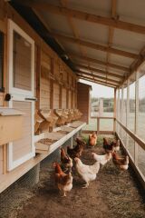 SERBEST GEZEN TAVUK YUMURTASI (10 ADET)