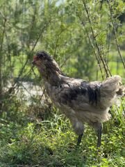 Araucana Tavuğu